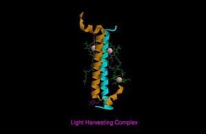 view Molecular model of light-harvesting complex of