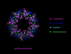 view Molecular model of light-harvesting complex of