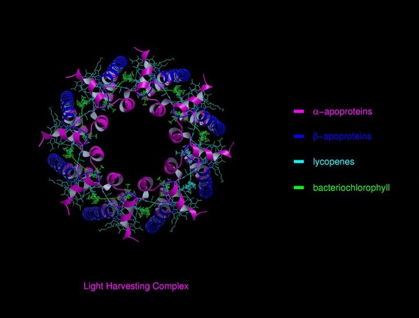 Molecular model of light-harvesting complex of