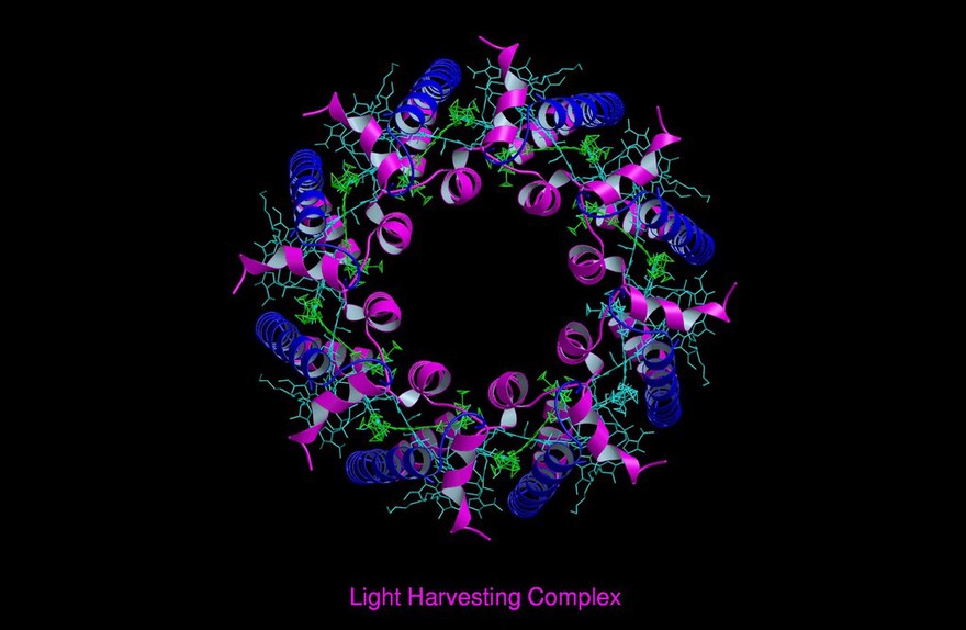 Molecular model of light-harvesting complex of