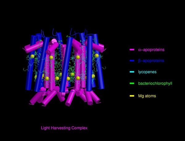 Molecular model of light-harvesting complex of