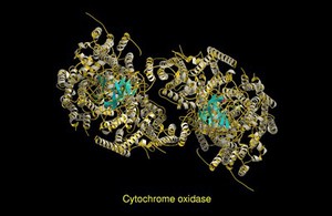 view Molecular model of cytochrome oxidase, ribbon