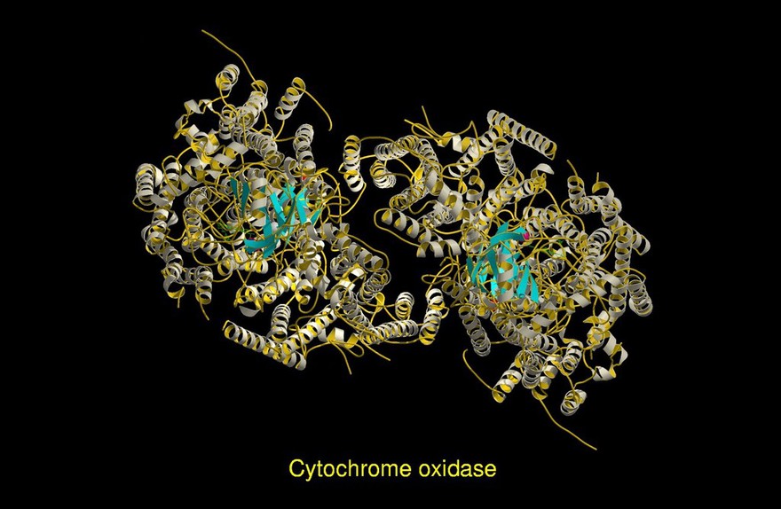 Molecular model of cytochrome oxidase, ribbon