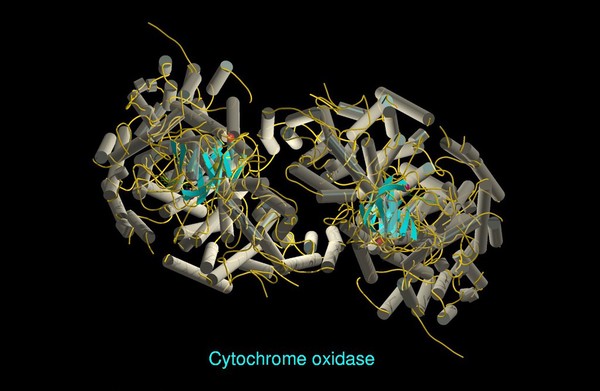 Molecular model of cytochrome oxidase, ribbon