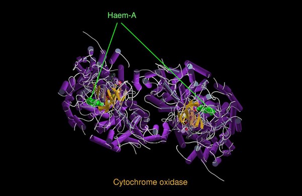 Molecular model of cytochrome oxidase, ribbon