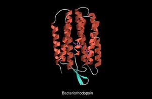 view Molecular model of bacteriorhodopsin, ribbon