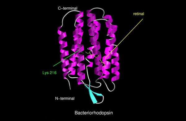 Molecular model of bacteriorhodopsin, ribbon
