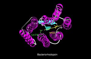 view Molecular model of bacteriorhodopsin, ribbon