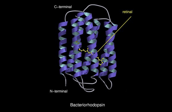 Bacteriorhodopsin, molecular model