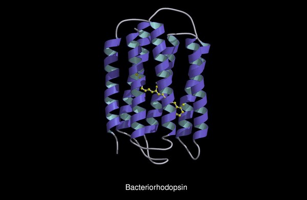 Bacteriorhodopsin, molecular model