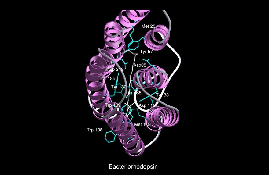 Bacteriorhodopsin, halorhodopsin, mol.model