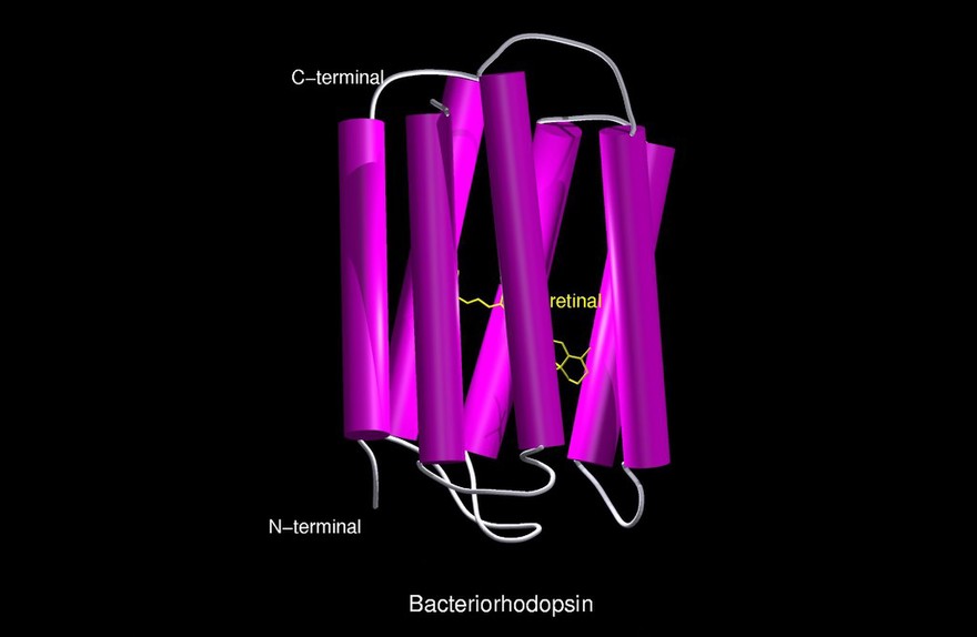 Molecular model of bacteriorhodopsin, alpha
