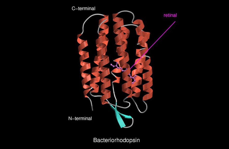 Molecular model of bacteriorhodopsin, ribbon