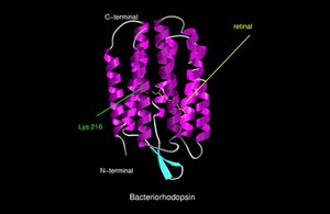 view Molecular model of bacteriorhodopsin, ribbon
