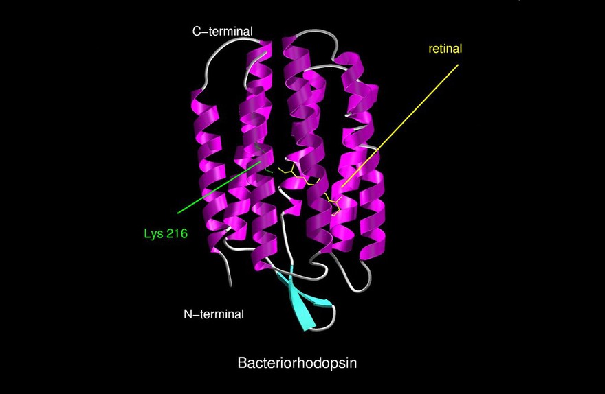 Molecular model of bacteriorhodopsin, ribbon