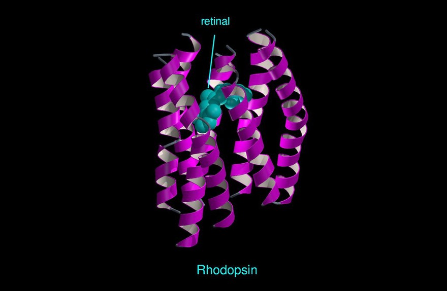 Molecular model of rhodopsin, ribbon diagram
