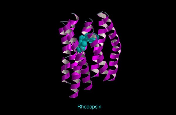 Molecular model of rhodopsin, ribbon diagram
