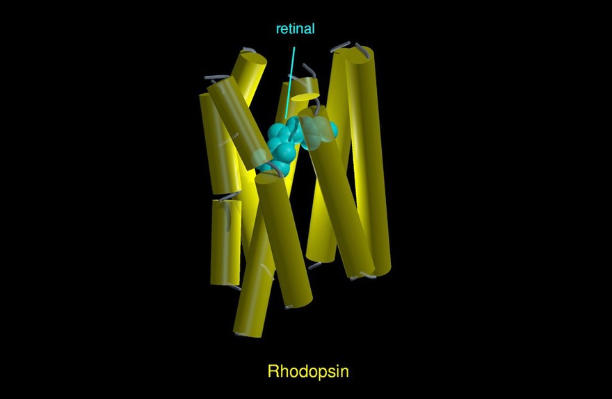 Molecular model of rhodopsin, cylinders/CDK