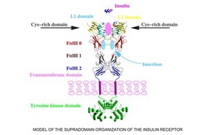 view Supradomain organization of insulin receptor