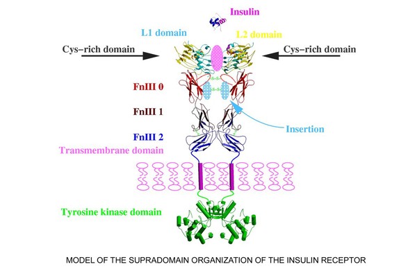 Supradomain organization of insulin receptor