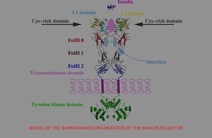 view Supradomain organization of insulin receptor