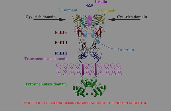 Supradomain organization of insulin receptor