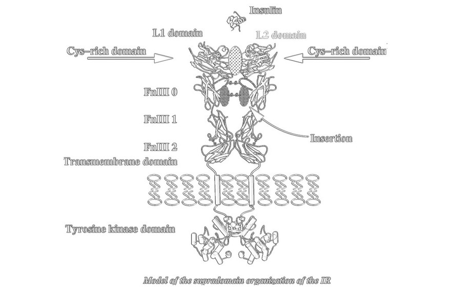 Supradomain organization of insulin receptor