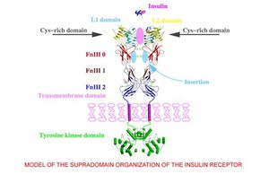 view Supradomain organization of insulin receptor