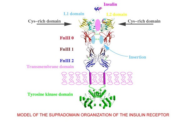 Supradomain organization of insulin receptor