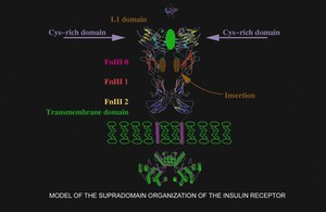 view Supradomain organization of insulin receptor