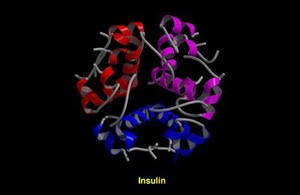 view Molcular model of insulin molecule, ribbon.