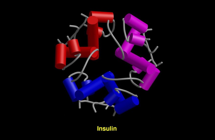 molecular model of insulin molecule