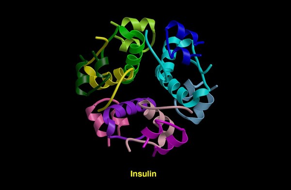 Molecular model of insulin molecule