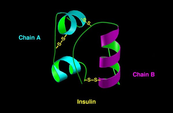 Molecular model of insulin molecule