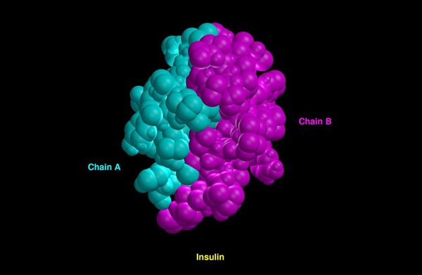 Molecular model of insulin molecule