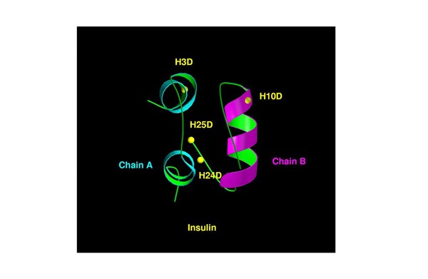 Molecular model of insulin molecule