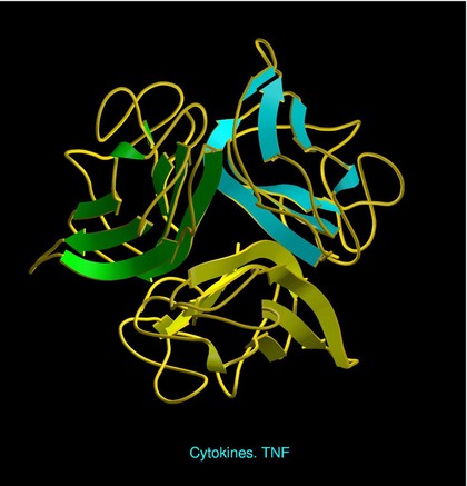 Tumour Necrosis Factor - cytokine