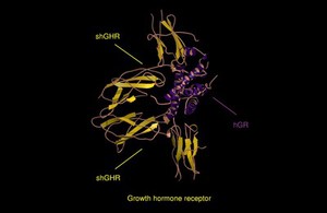 view Growth hormone receptor, molecular model