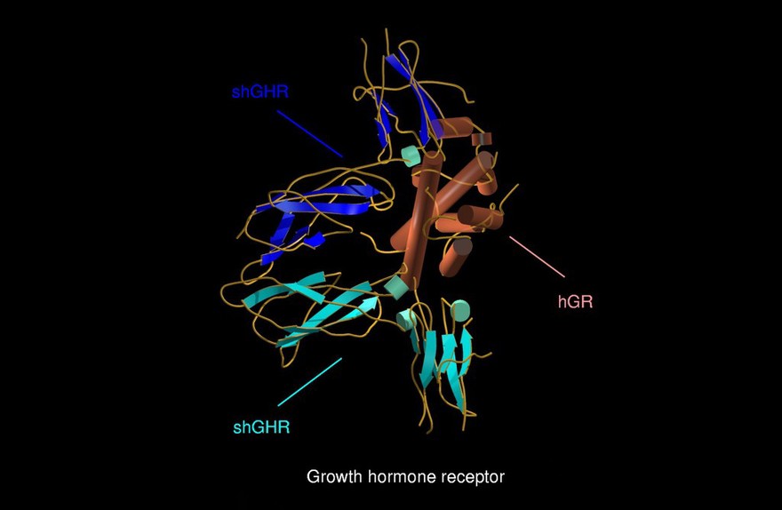 Growth hormone receptor, molecular model