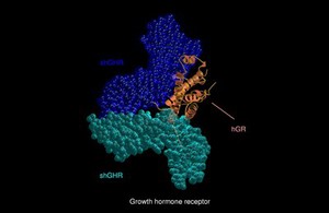 view Growth hormone receptor, CPK/ribbon model