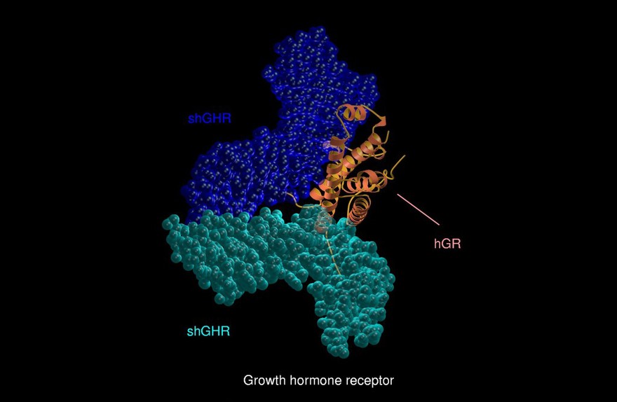Growth hormone receptor, CPK/ribbon model