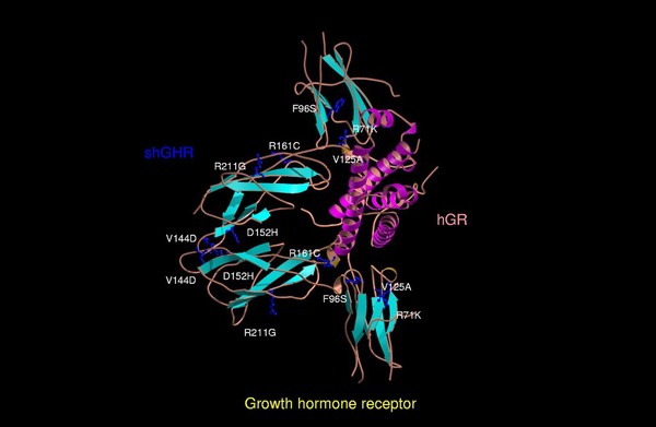 Growth hormone receptor/laron syndrome model