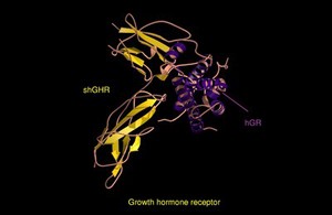 view Growth hormone receptor, molecular model