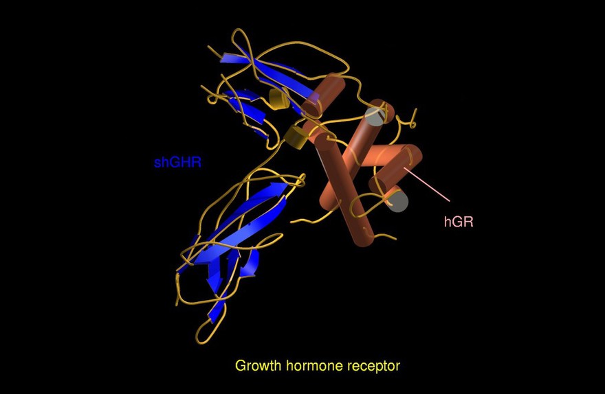 Growth hormone receptor, molecular model