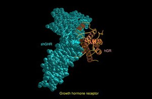 view Growth hormone receptor, molecular model