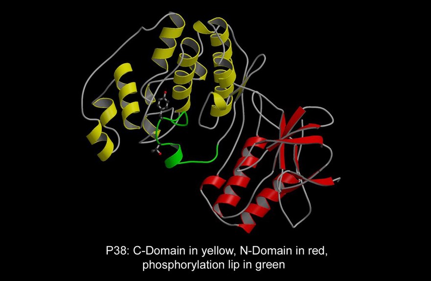 Mitogen-activated phosphokinase, mol. model