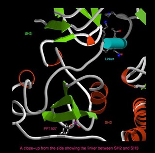 Tyrosine protein-kinase Src,a proto-oncogene