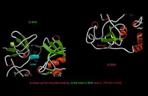 view Tyrosine protein-kinase Src,a proto-oncogene