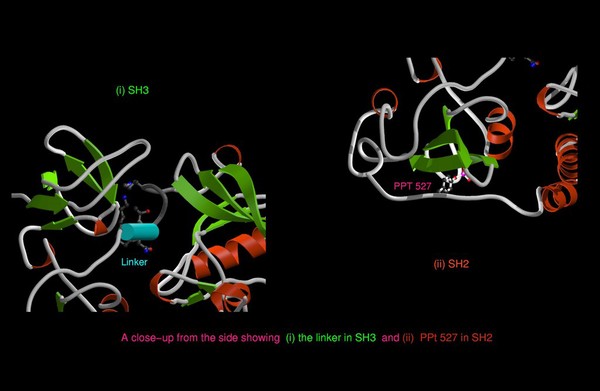 Tyrosine protein-kinase Src,a proto-oncogene