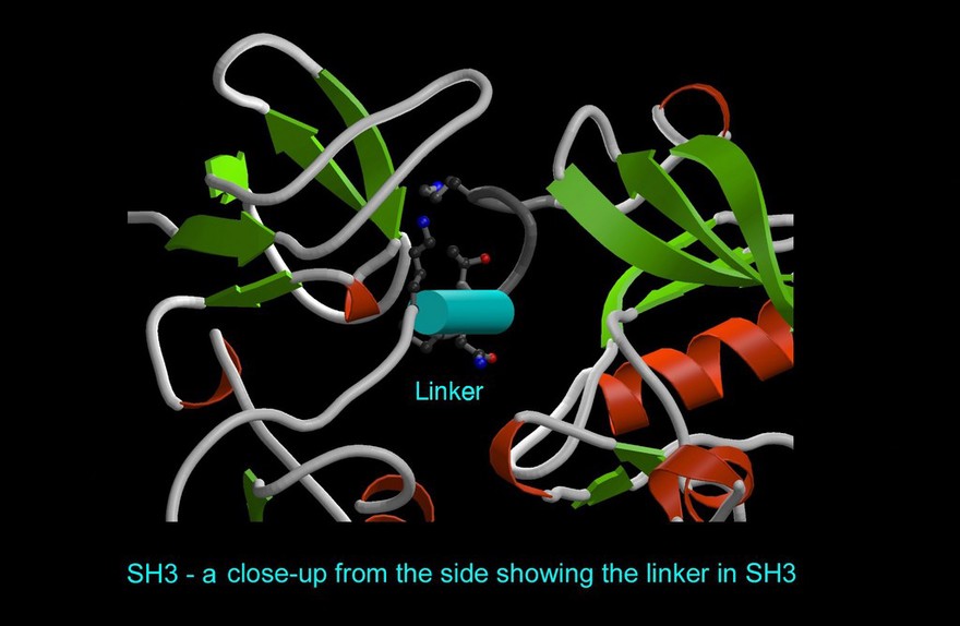 Tyrosine protein-kinase Src,a proto-oncogene